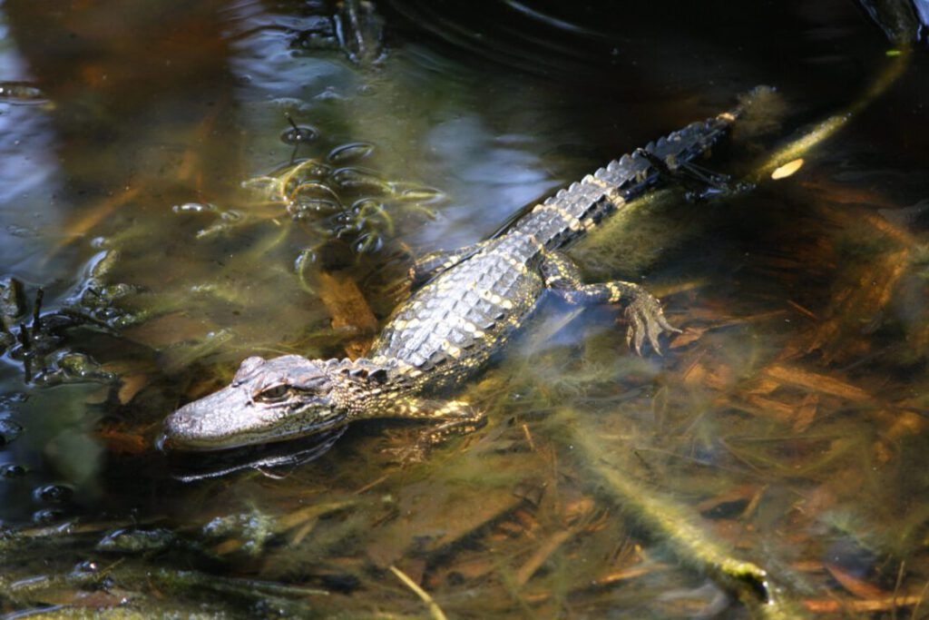 Alligator Creek Reserve Florida