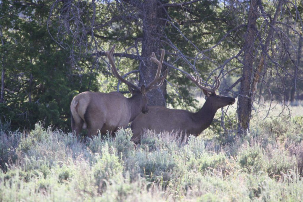Grand Teton