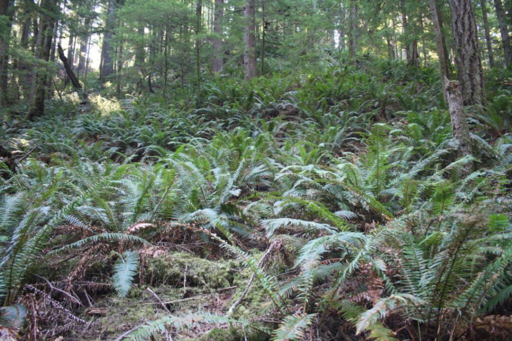 Olympic National Park