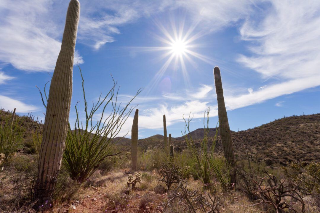 Saguaro National Park