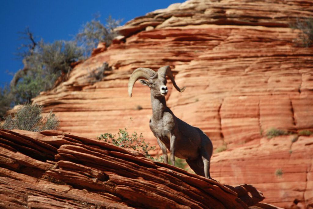 Zion National Park Utah